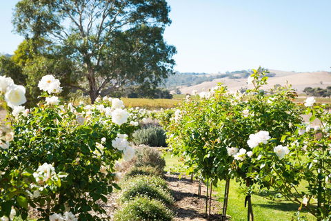 Barossa Vineyard Cottages - Accommodation Ballina 1