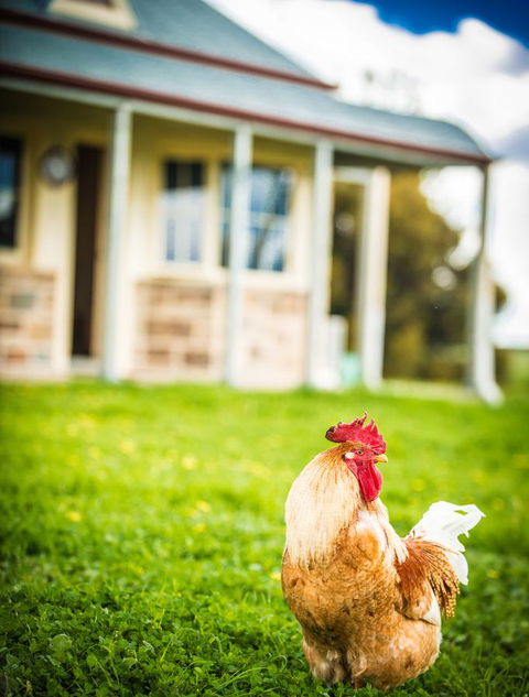 Barossa Vineyard Cottages - Accommodation Ballina 39