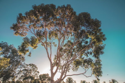 Seppelts View Cabins - Accommodation Ballina 24