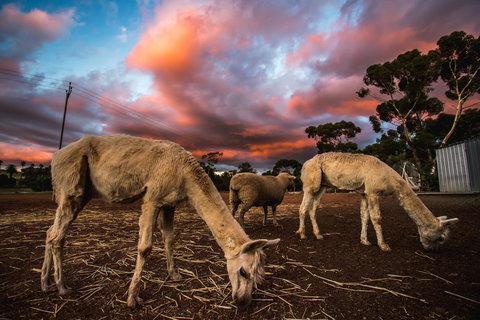 Seppelts View Cabins - Accommodation Ballina 10
