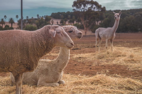 Seppelts View Cabins - Accommodation Ballina 27