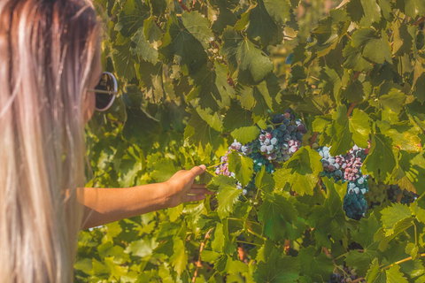 Seppelts View Cabins - Accommodation Ballina 26