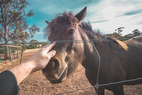 Seppelts View Cabins - Accommodation Ballina 28