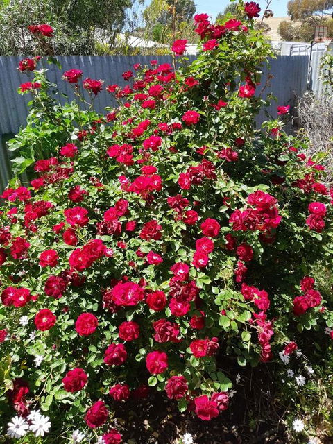 Blyth Cottage Burra - Accommodation Ballina 22