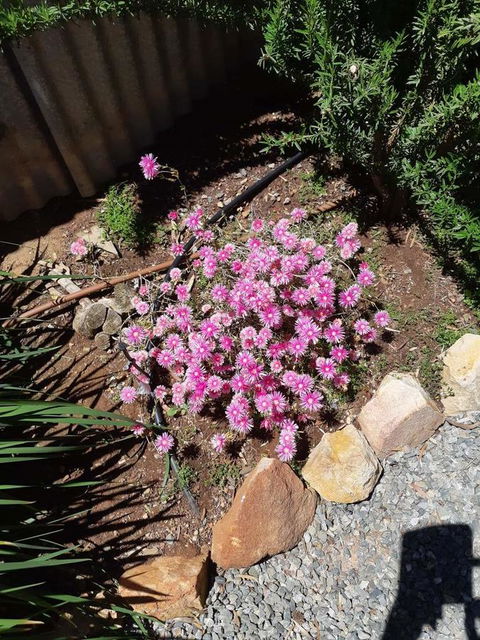 Blyth Cottage Burra - Accommodation Ballina 19