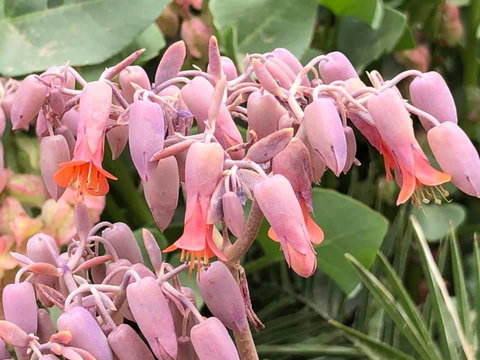 Aussie Opal Diggers Outback Retreat-Undergound - Accommodation Ballina 27