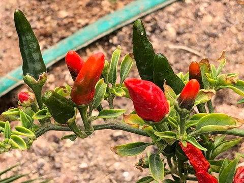 Aussie Opal Diggers Outback Retreat-Undergound - Accommodation Ballina 25