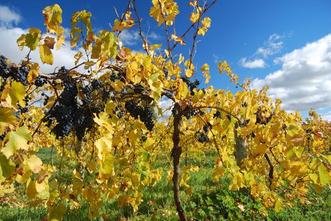Novotel Barossa Valley Resort - Accommodation Ballina 10