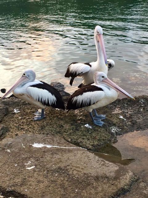 Brunswick Heads Treetop Studio - Accommodation Ballina 26