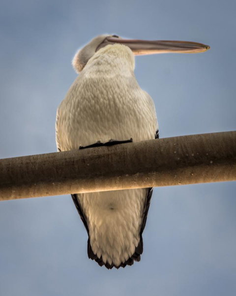 Penthouse On The Promenade - Accommodation Ballina 16