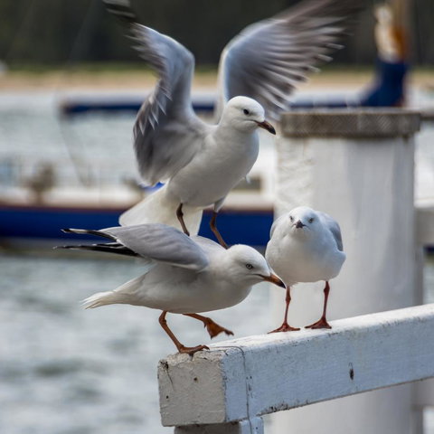 Penthouse On The Promenade - Accommodation Ballina 15