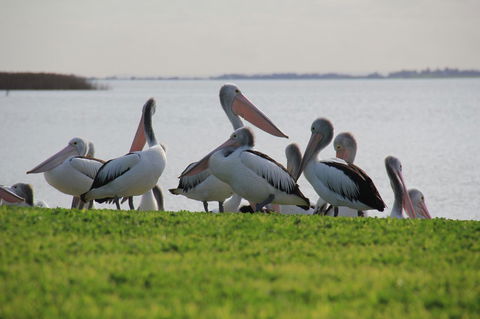 Lake Albert Motel - Accommodation Ballina 16