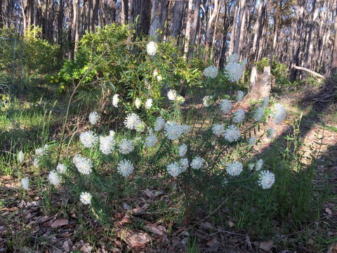 Simala Retreat - Accommodation Ballina 2