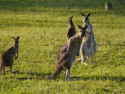 Dungowan Holiday Accommodation - Accommodation Ballina 27