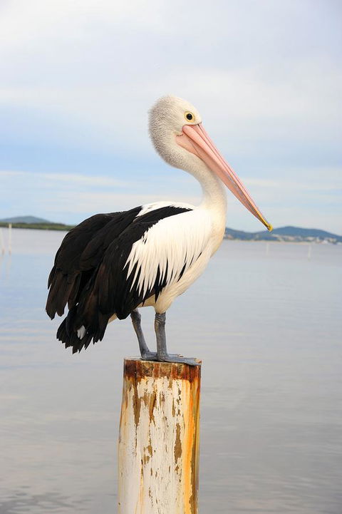 Hotel Nelson - Accommodation Ballina 29