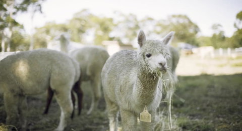 The Woods Farm Jervis Bay - Accommodation Ballina 12