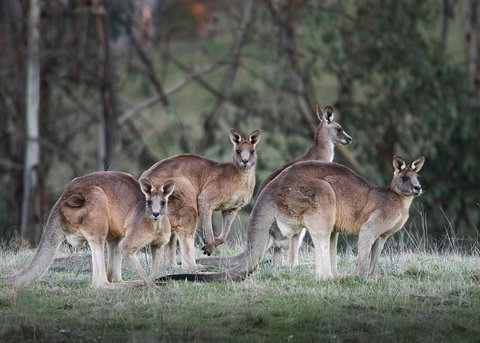 Pound Creek Gallery - Accommodation Ballina 25