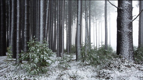 Pound Creek Gallery - Accommodation Ballina 1