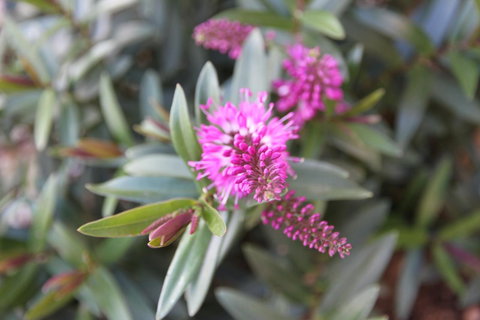 Grand Manor Motor Inn - Accommodation Ballina 3