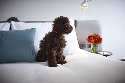 Hotel Indigo Sydney Potts Point, An IHG Hotel - Accommodation Ballina 28