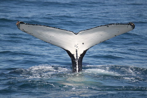 Ingenia Holidays Eden Beachfront - Accommodation Ballina 37