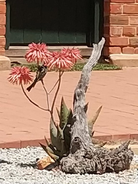 Courtyard Faversham House - Accommodation Ballina 1