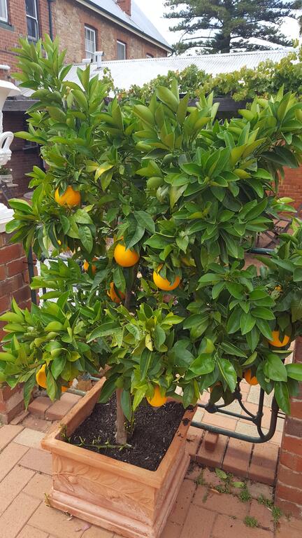 Courtyard Faversham House - Accommodation Ballina 2