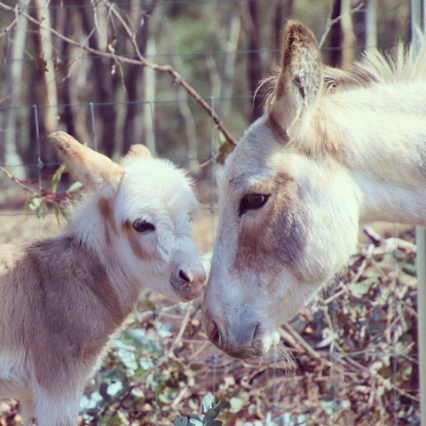Donkey Tales Farm Cottages - Accommodation Ballina 3