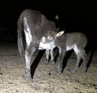 Donkey Tales Farm Cottages - Accommodation Ballina