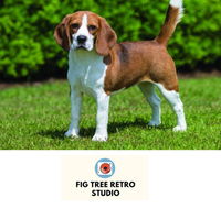 Fig Tree Retro Studio - Accommodation Ballina