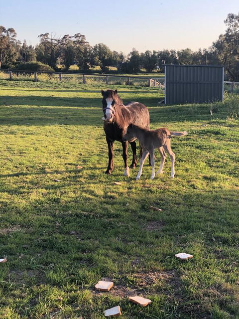 Gibbagunyah Manor - Accommodation Ballina 1