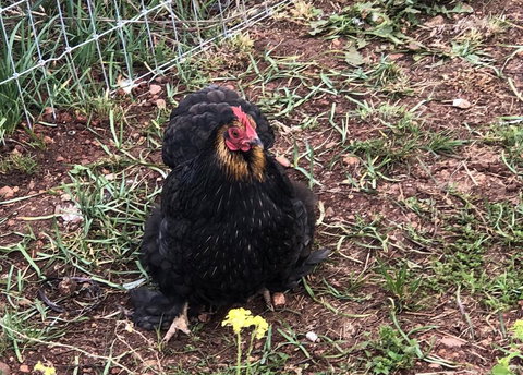 Gibbagunyah Manor - Accommodation Ballina 2