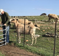 Gilgraves Vineyard Farmstay - Accommodation Ballina