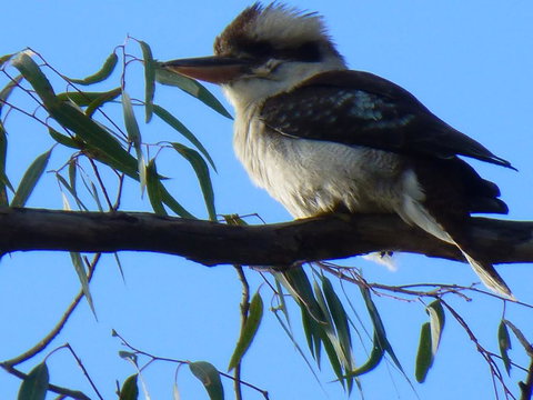 Golfers Retreat Motel - Accommodation Ballina 2