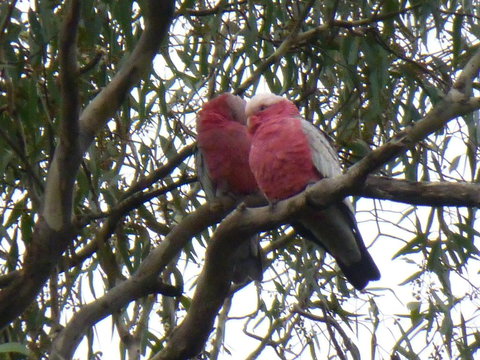 Golfers Retreat Motel - Accommodation Ballina 3