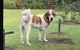 Gzone Farmstay - thumb 1