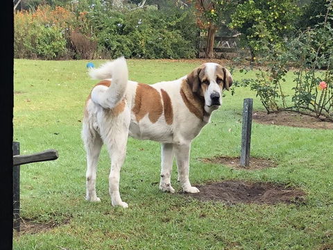 Gzone Farmstay - Accommodation Ballina 1