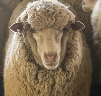 Mascot Cottage - Pet Friendly and Complimentary Breakfast Hamper - Accommodation Ballina