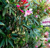 Mercury motor inn - Accommodation Ballina