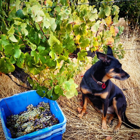 Hotham Ridge Estate - Accommodation Ballina 33