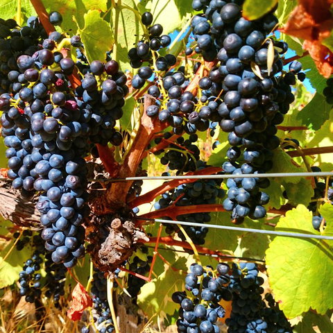 Hotham Ridge Estate - Accommodation Ballina 32