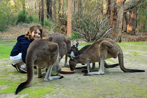 Yelverton Brook Conservation Sanctuary - Accommodation Ballina 5