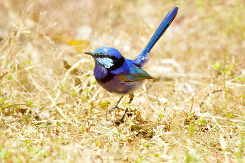 Yelverton Brook Conservation Sanctuary - Accommodation Ballina 23