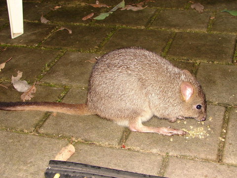 Yelverton Brook Conservation Sanctuary - Accommodation Ballina 37