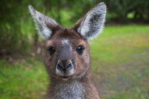 Yelverton Brook Conservation Sanctuary - Accommodation Ballina 25