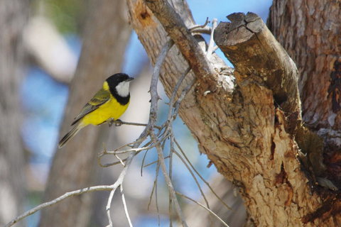 Yelverton Brook Conservation Sanctuary - Accommodation Ballina 35