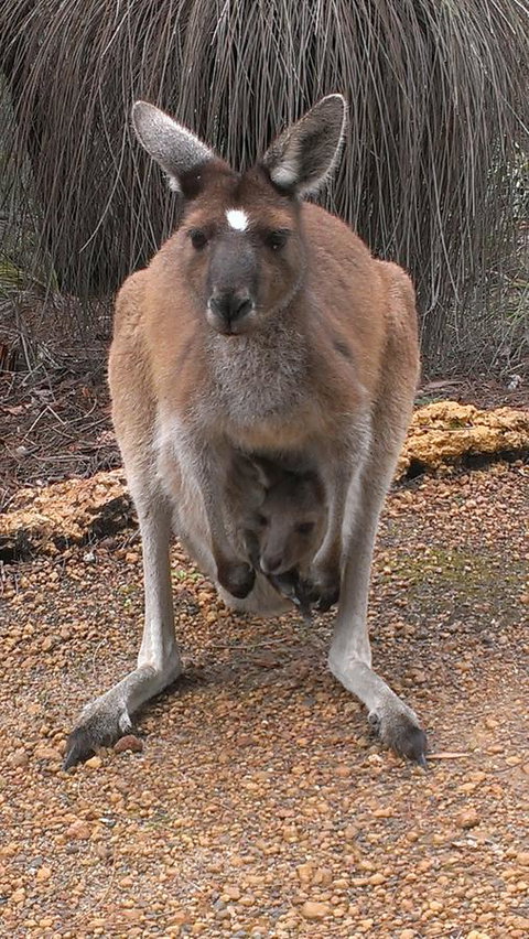 Yelverton Brook Conservation Sanctuary - Accommodation Ballina 27