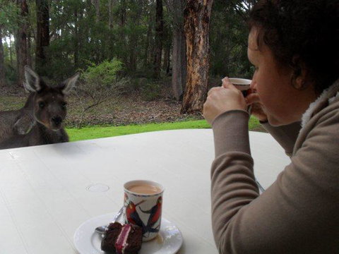 Yelverton Brook Conservation Sanctuary - Accommodation Ballina 44