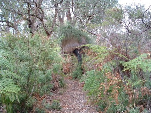 Yelverton Brook Conservation Sanctuary - Accommodation Ballina 41