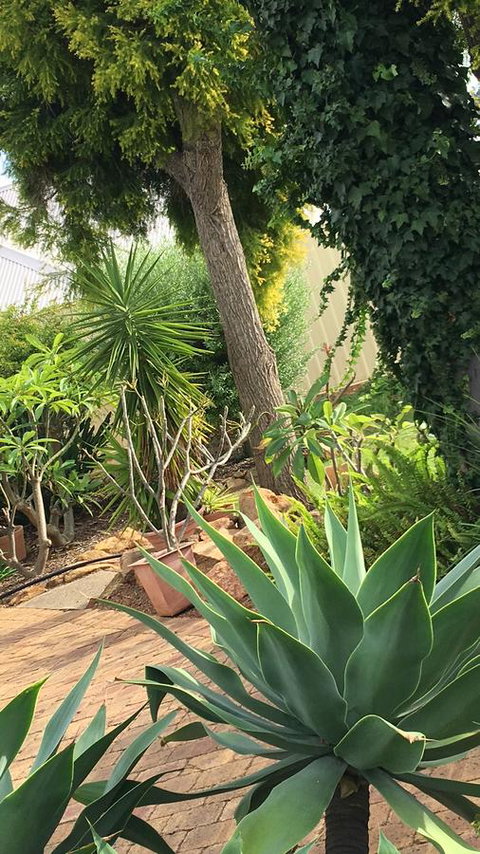 Armadale Cottage Bed & Breakfast - Accommodation Ballina 1